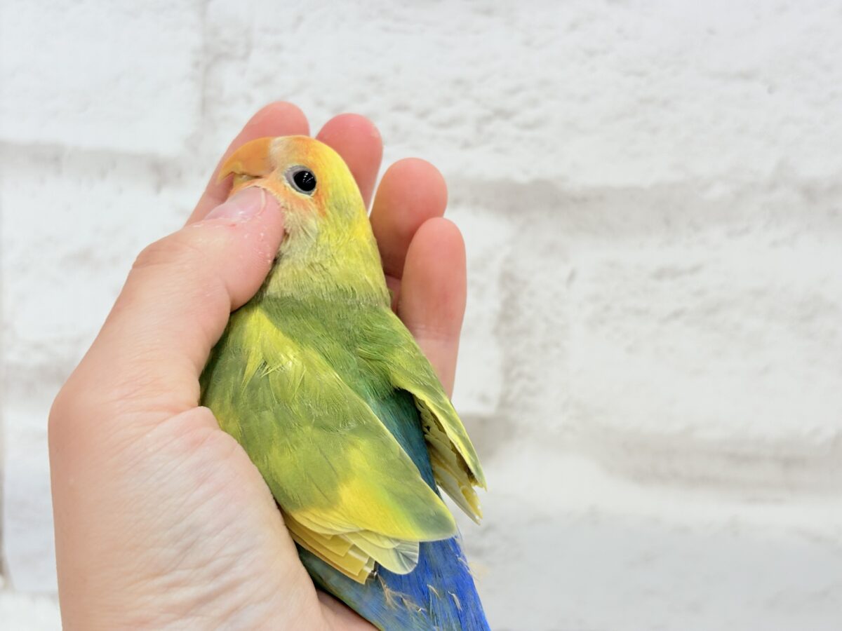 コザクラインコ（小桜インコ）