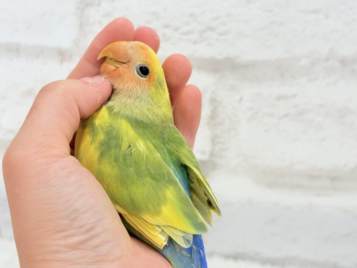 【最新画像・動画更新🪄】きゅるるんおめめのハッピーコザたん🐣💐コザクラインコ(タイガーチェリー) ヒナ コザクラインコ(小桜インコ)