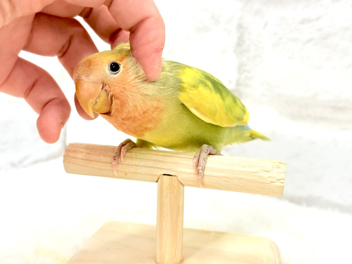 コザクラインコ（小桜インコ）