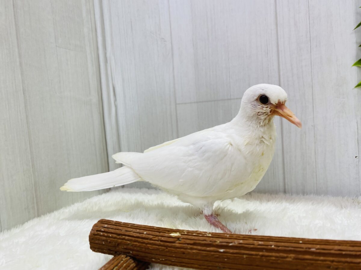 ギンバト
