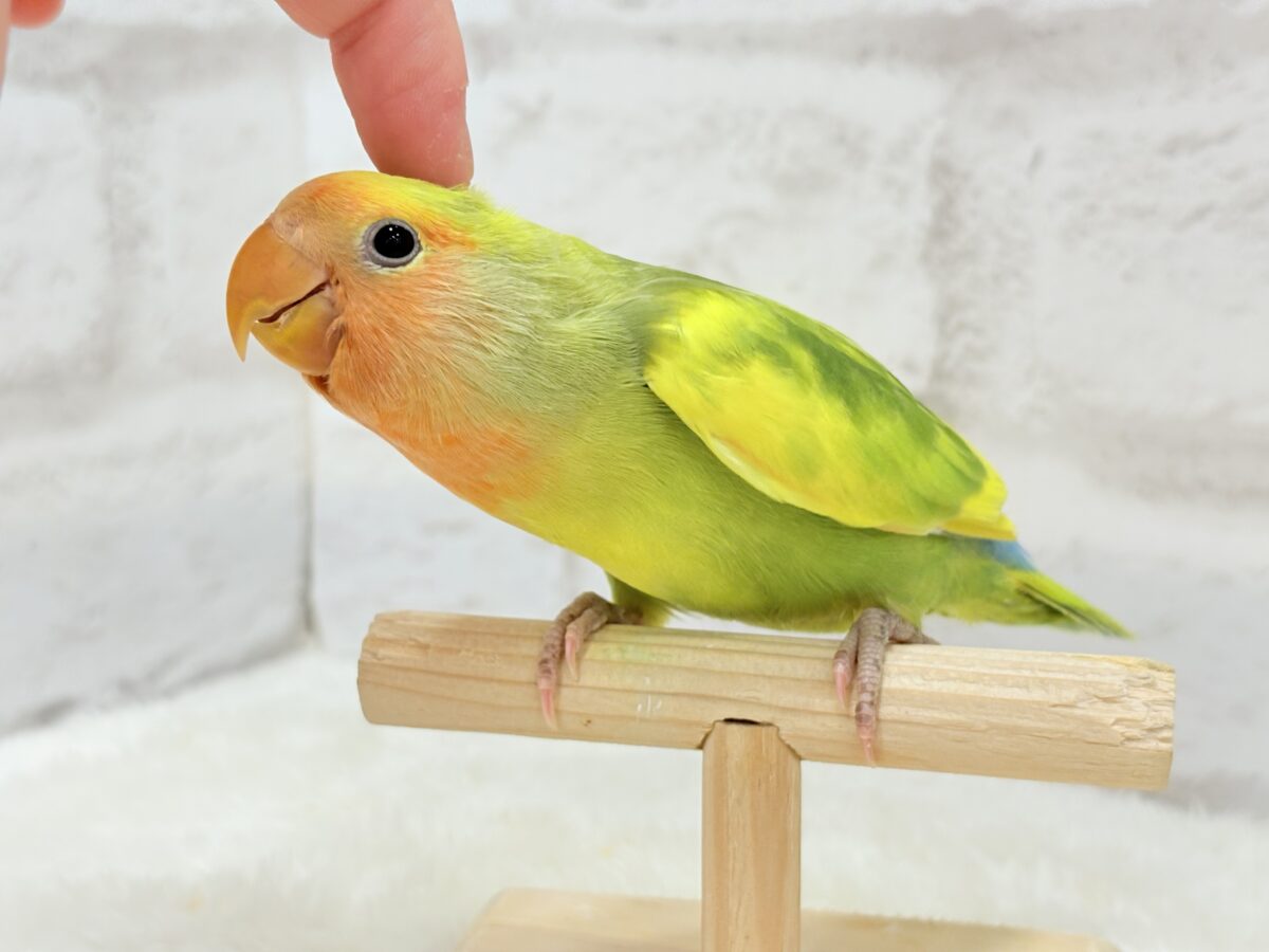 【最新画像・動画更新🪄】きゅるるんおめめのハッピーコザたん🐣💐コザクラインコ(タイガーチェリー) ヒナ コザクラインコ(小桜インコ)