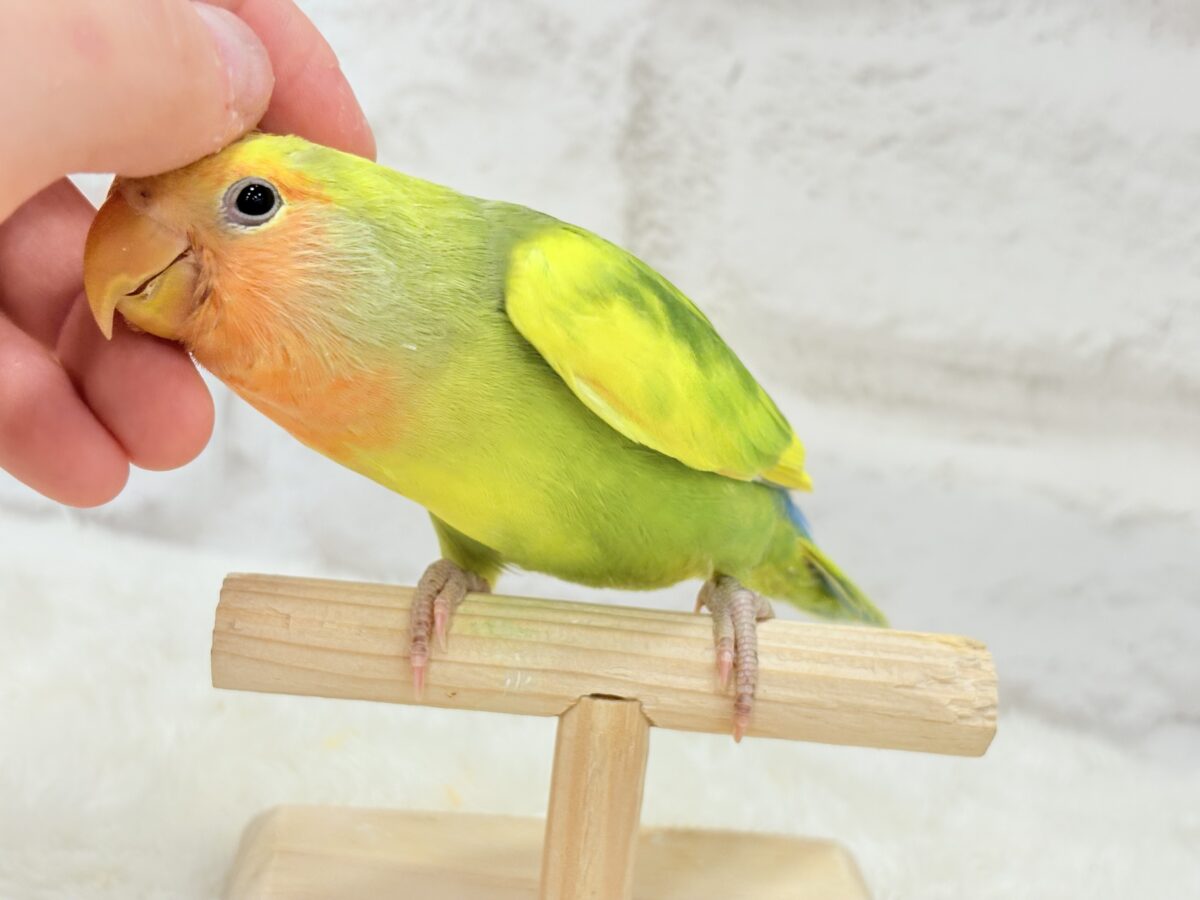 コザクラインコ（小桜インコ）