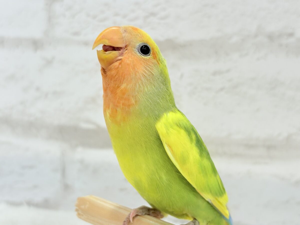 【最新画像・動画更新🪄】きゅるるんおめめのハッピーコザたん🐣💐コザクラインコ(タイガーチェリー) ヒナ コザクラインコ(小桜インコ)