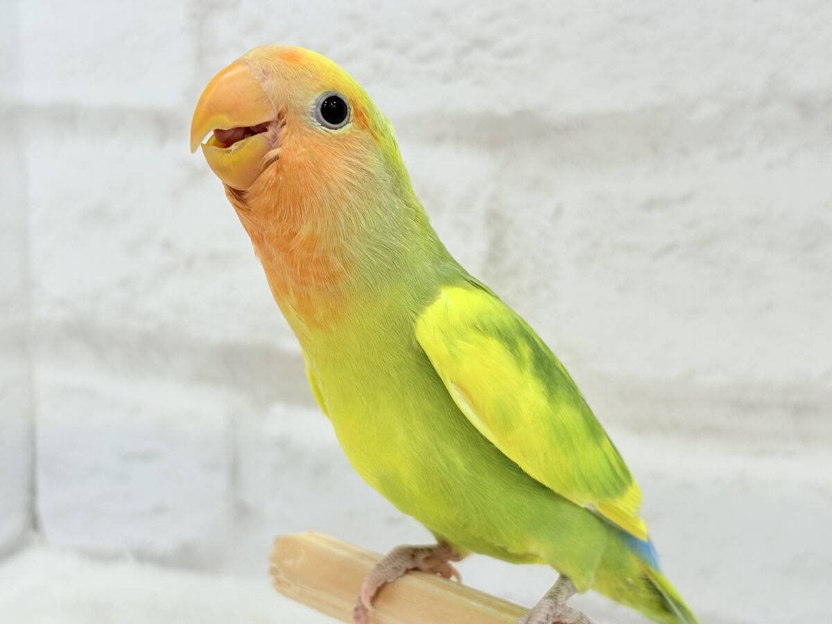 【最新画像・動画更新🪄】きゅるるんおめめのハッピーコザたん🐣💐コザクラインコ(タイガーチェリー) ヒナ コザクラインコ(小桜インコ)