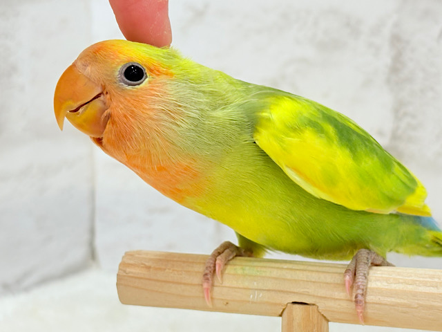【最新画像・動画更新🪄】きゅるるんおめめのハッピーコザたん🐣💐コザクラインコ(タイガーチェリー) ヒナ 【最新画像・動画更新🪄】きゅるるんおめめのハッピーコザたん🐣💐コザクラインコ(タイガーチェリー) ヒナ
