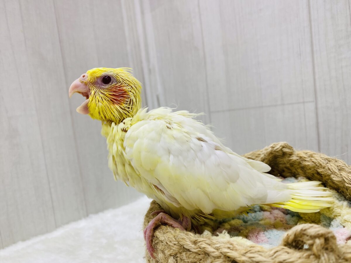 オカメインコ