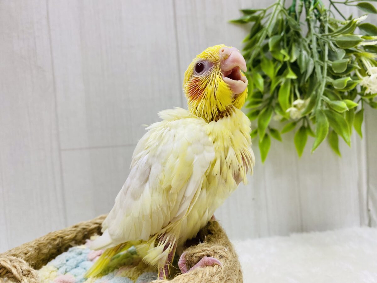 オカメインコ