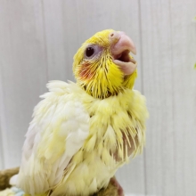 丸っとクリィーミーなカラーです💛定番人気👑オカメインコのルチノー❗️