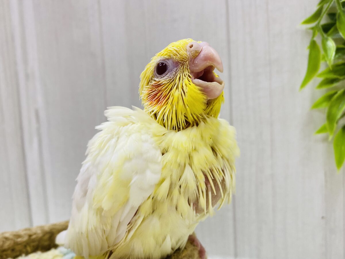 丸っとクリィーミーなカラーです💛定番人気👑オカメインコのルチノー❗️