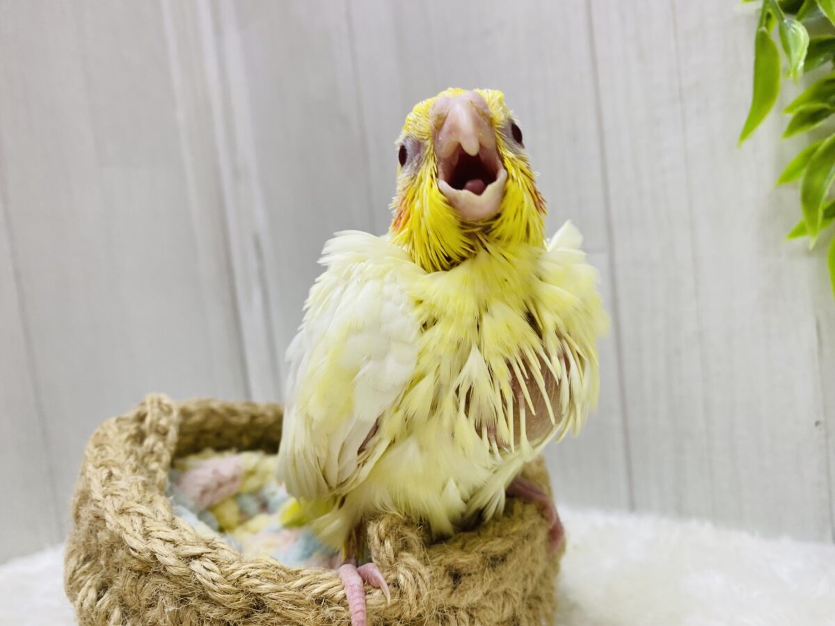 オカメインコ