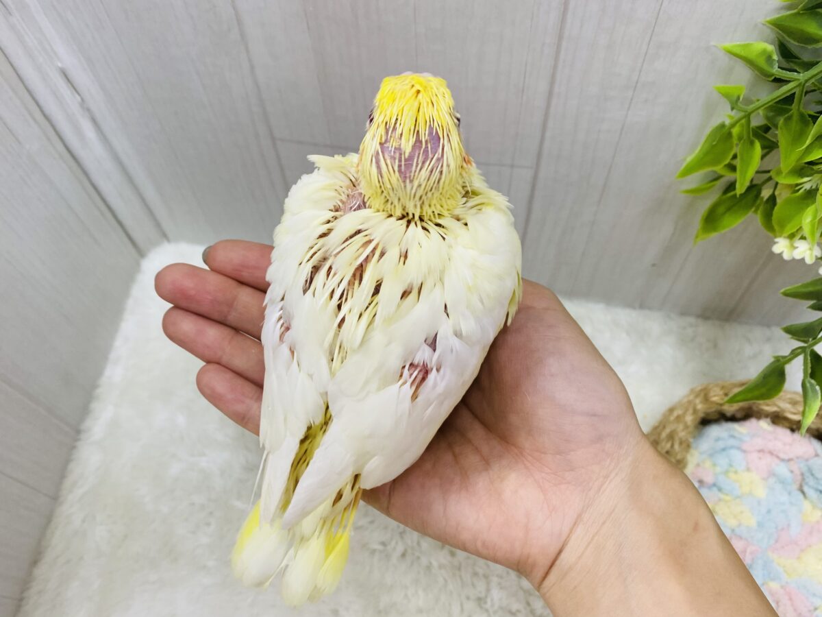 オカメインコ