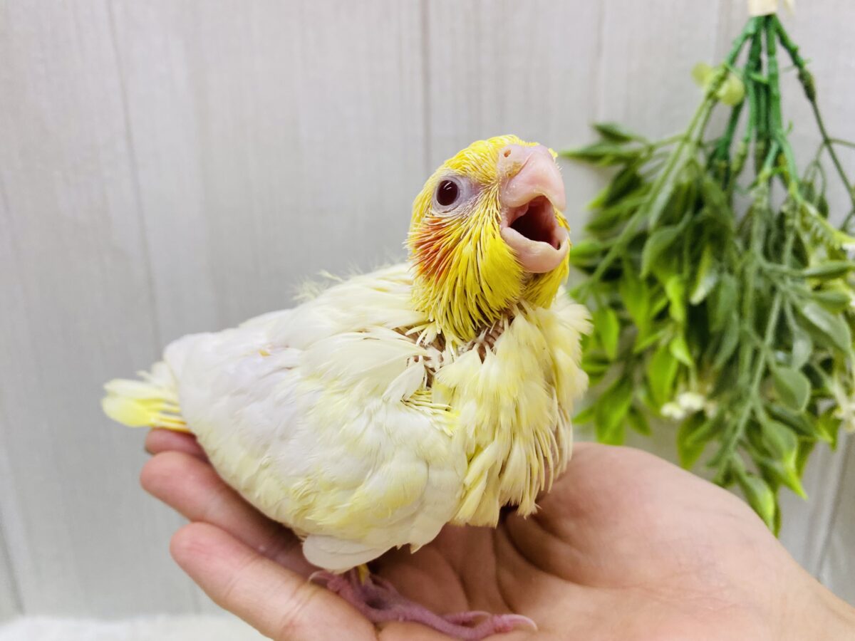 オカメインコ
