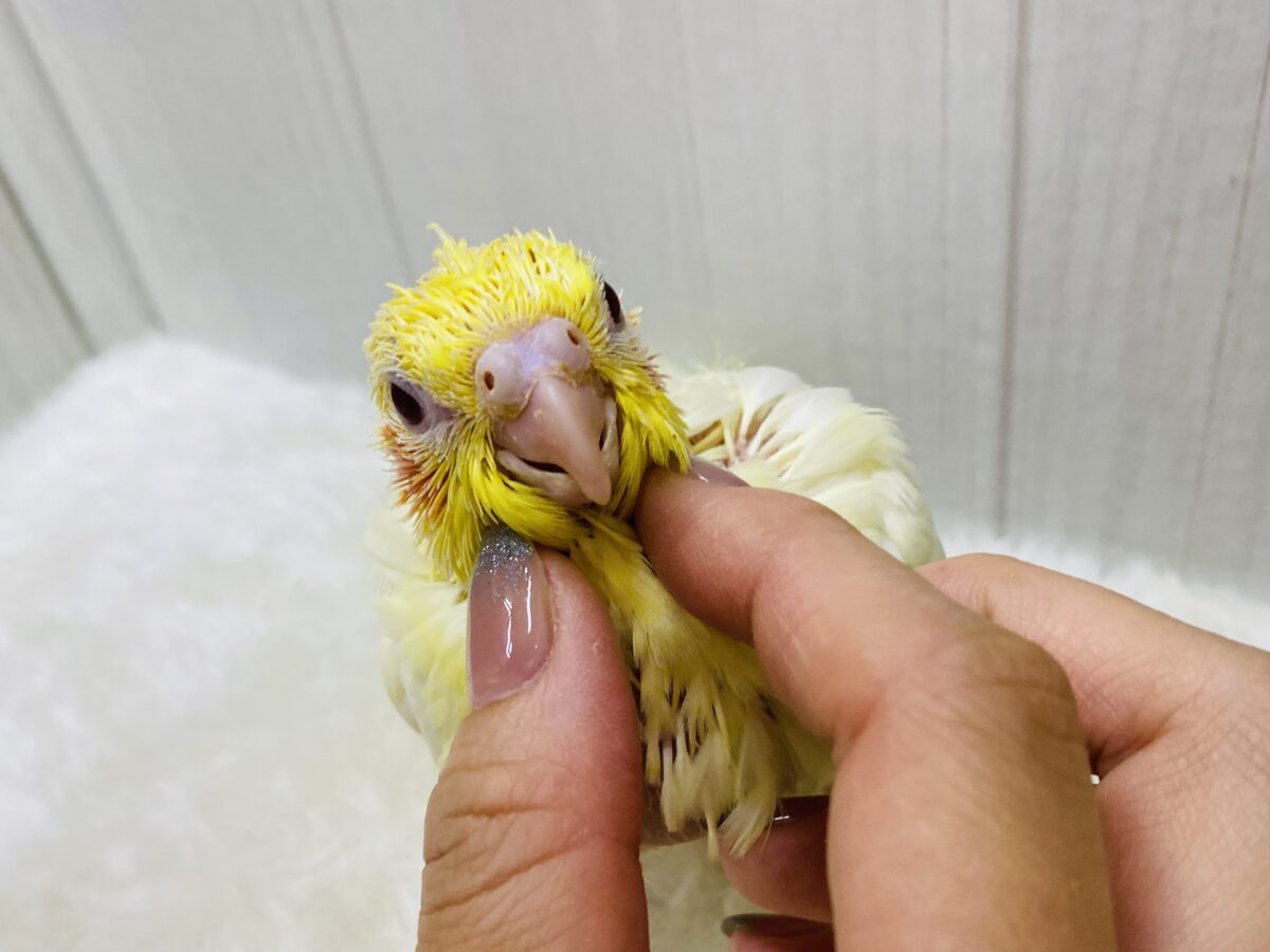 オカメインコ