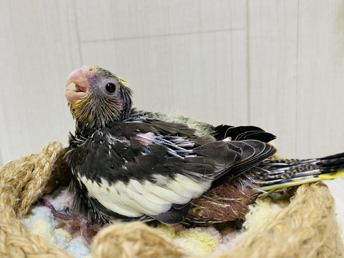 オカメインコ