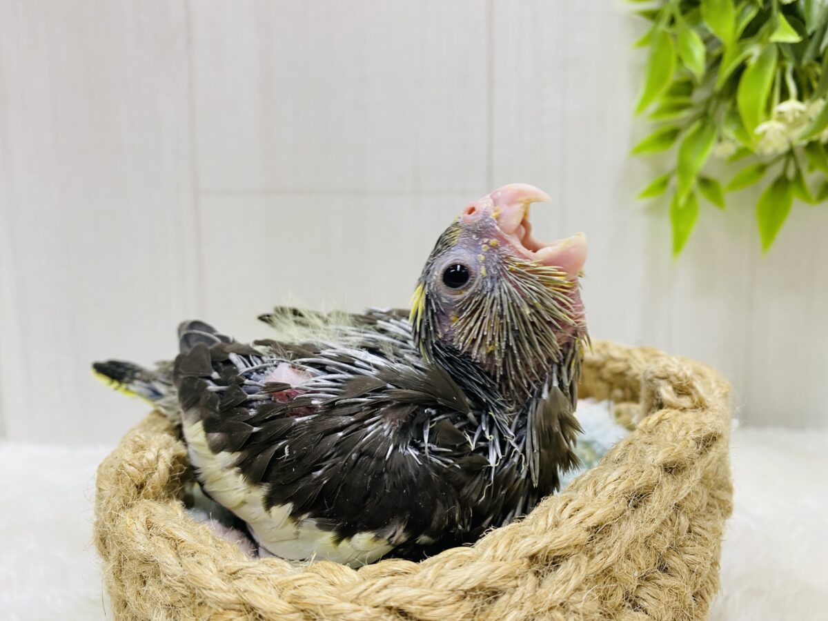 オカメインコ