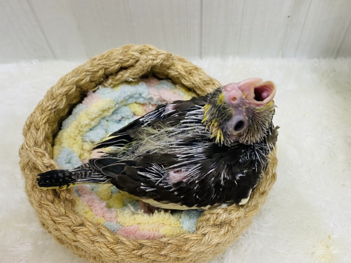 オカメインコ
