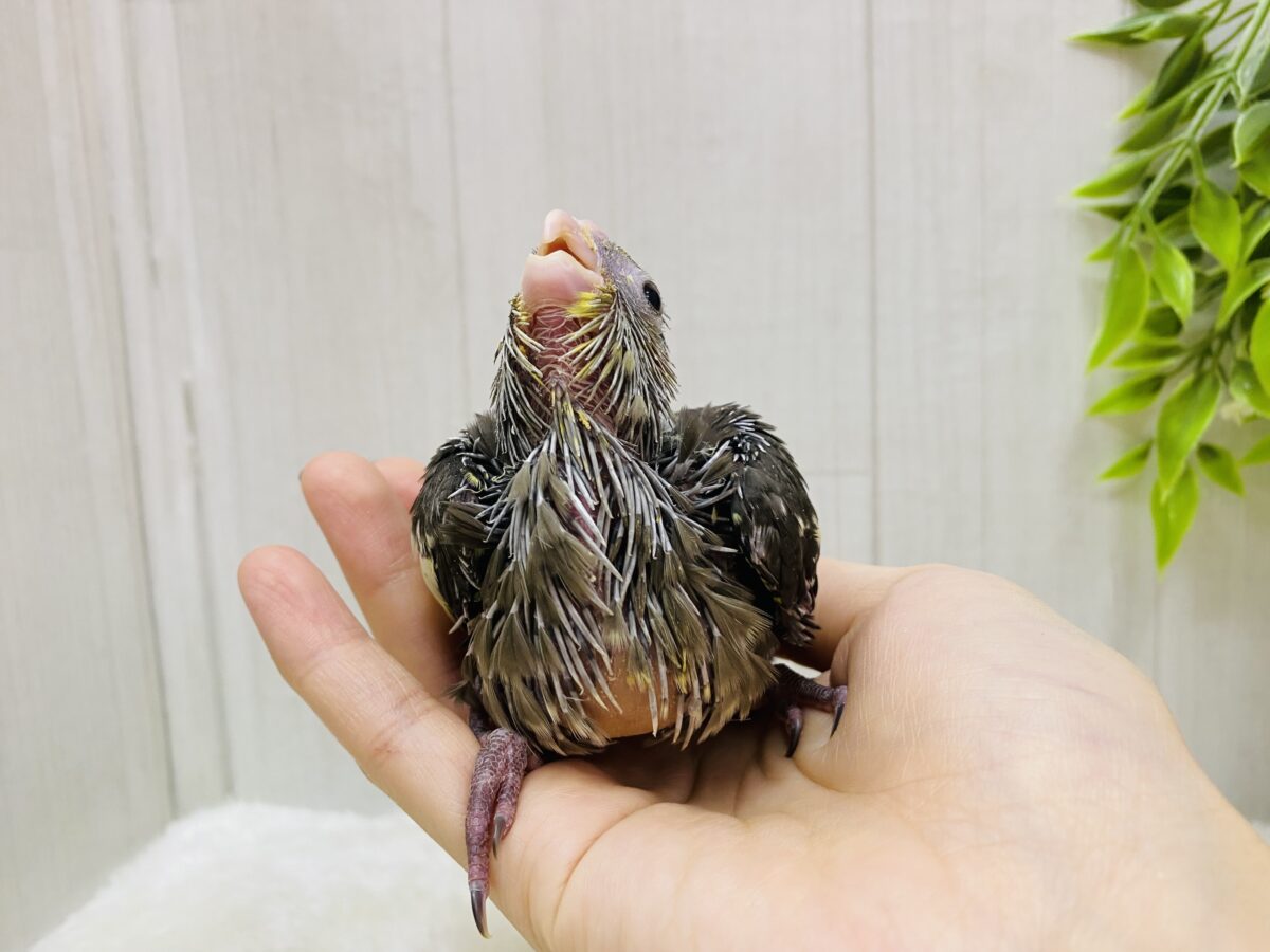 オカメインコ