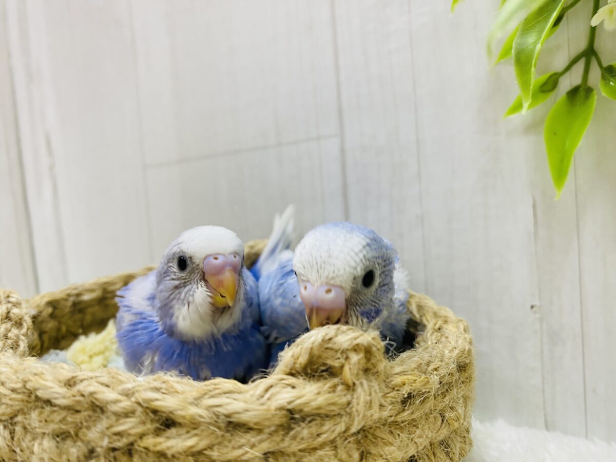 セキセイインコ