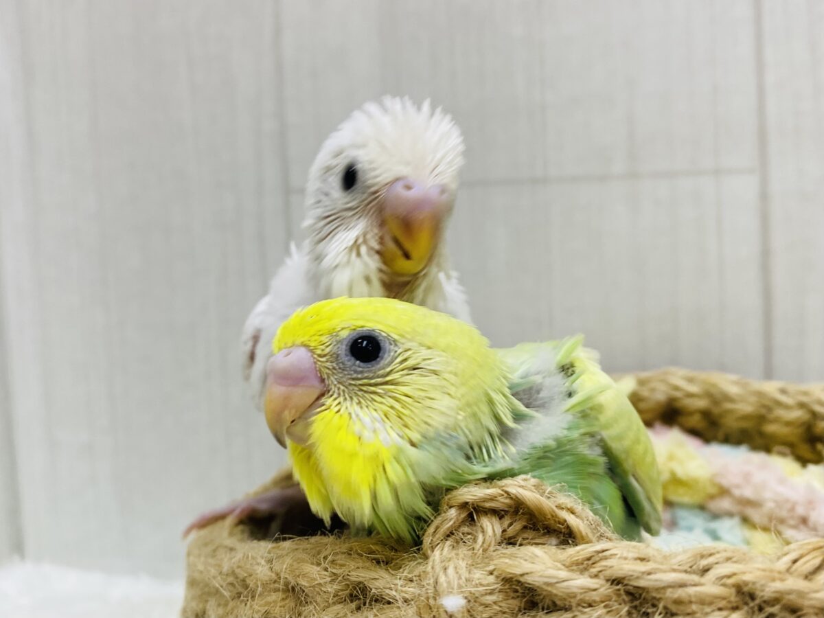 セキセイインコ