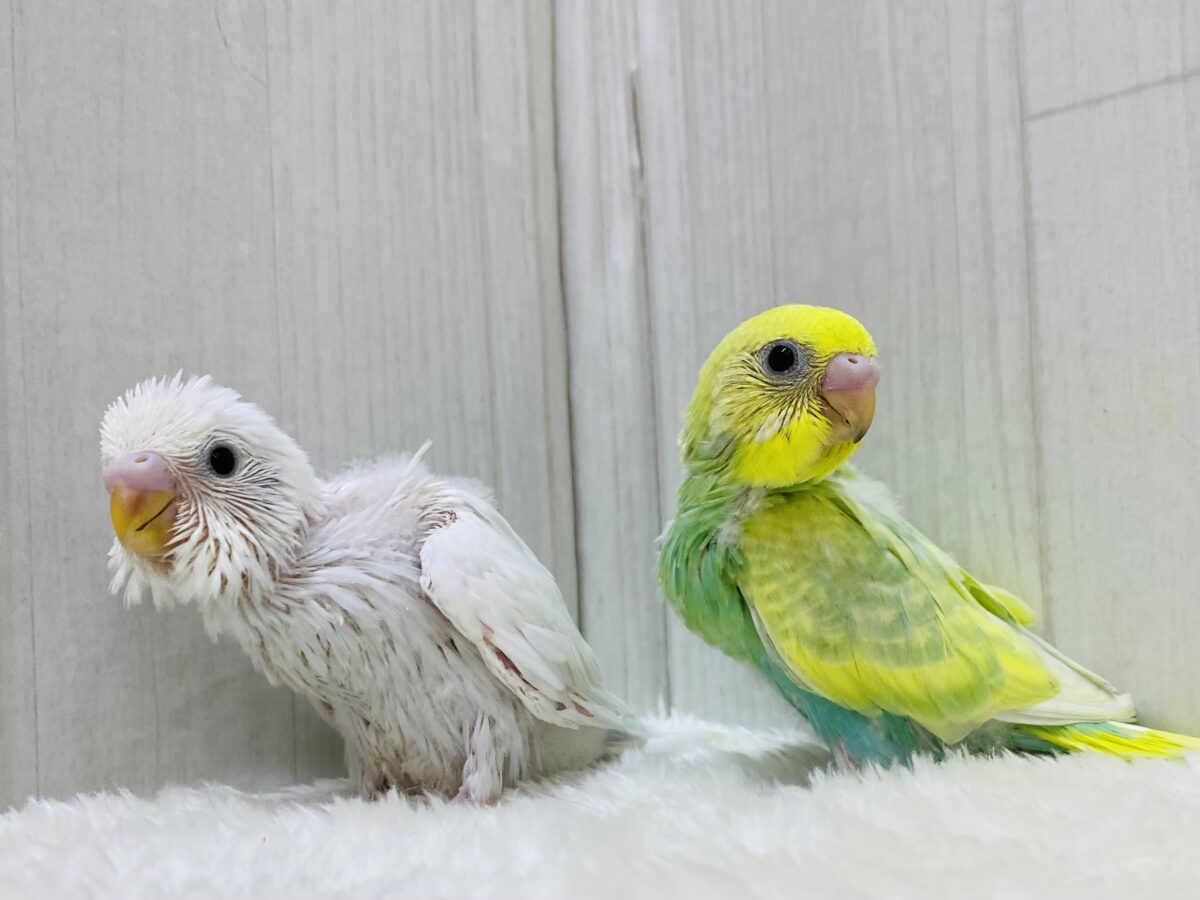 セキセイインコ