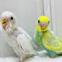 儚い淡さ🫧‪魅力たっぷり💗セキセイインコ(パステルカラーレインボースパングル・ダブルファクター)💚🤍