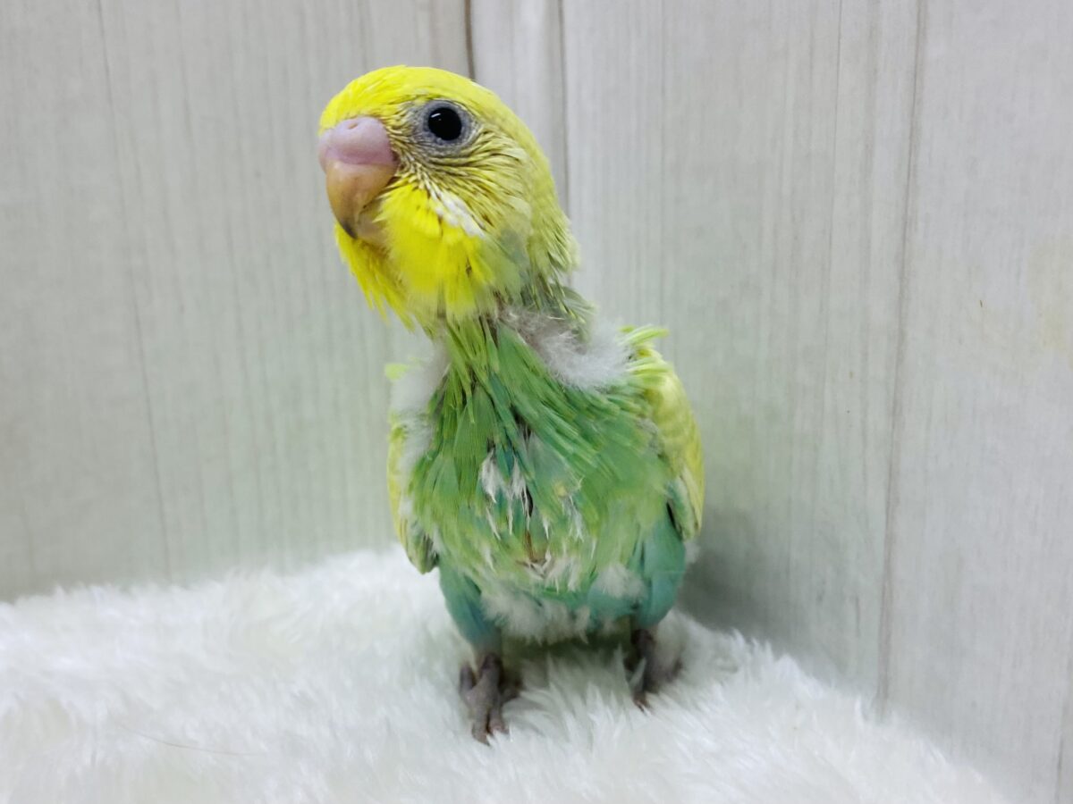 セキセイインコ
