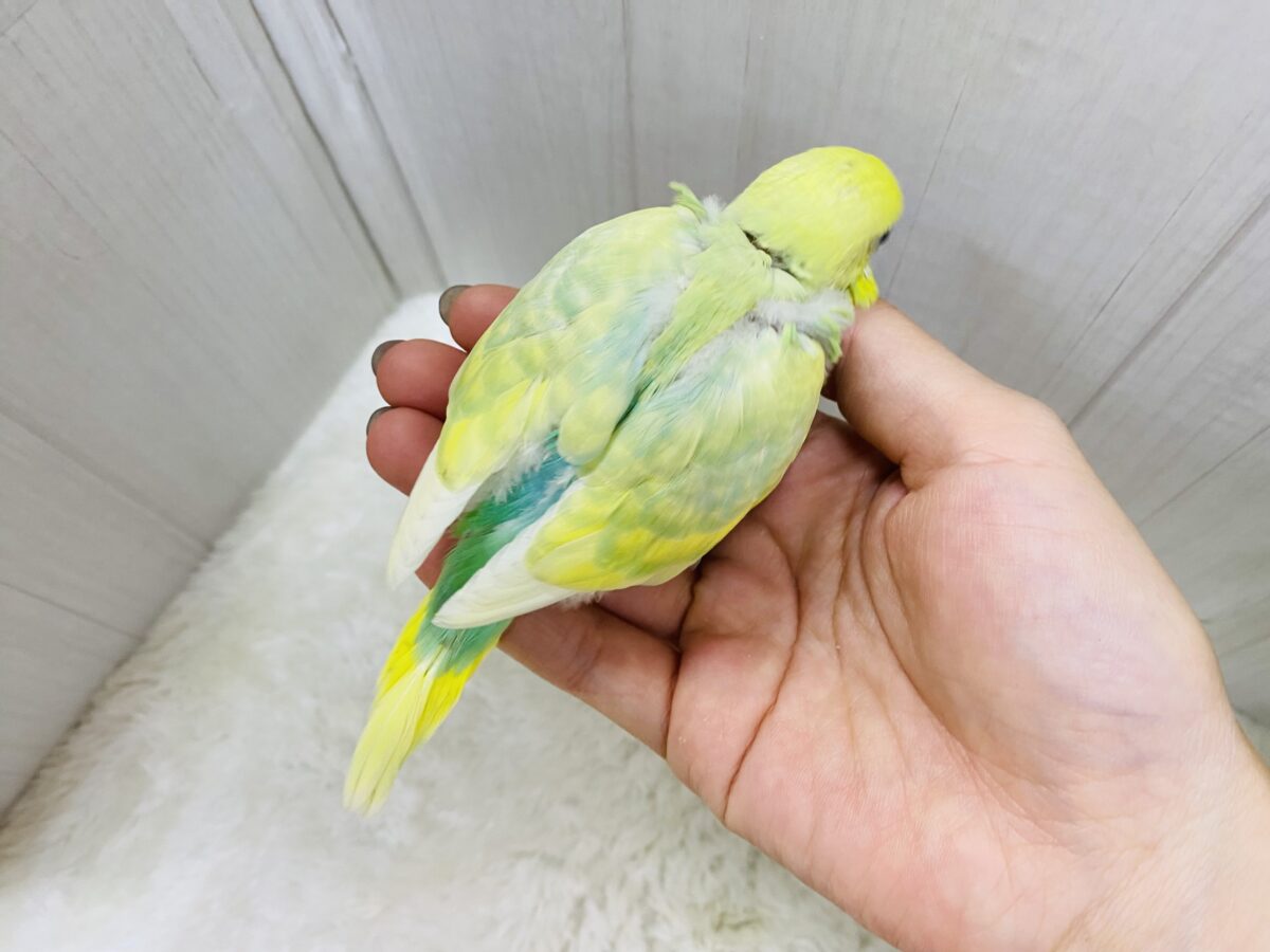 セキセイインコ