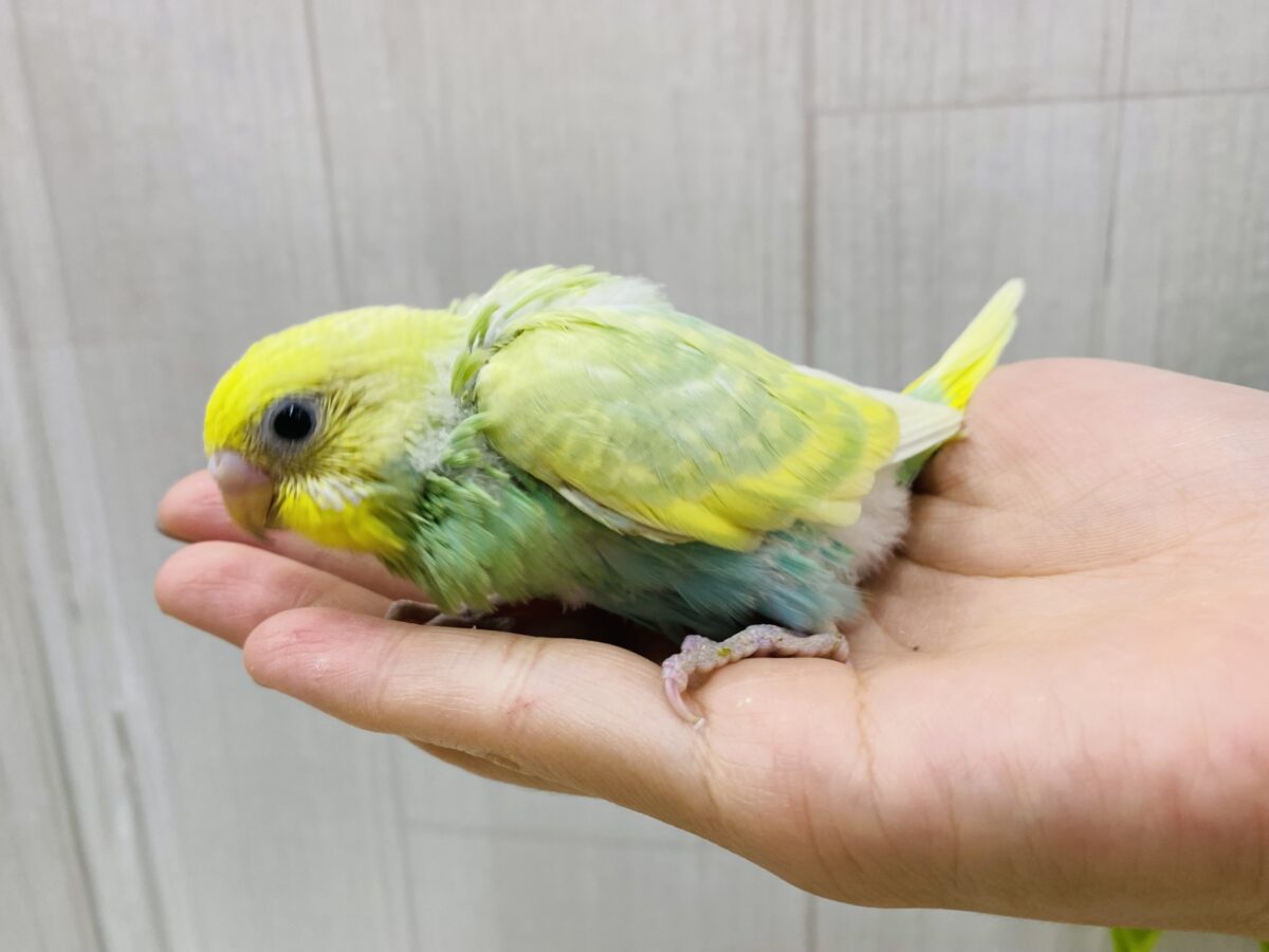 セキセイインコ