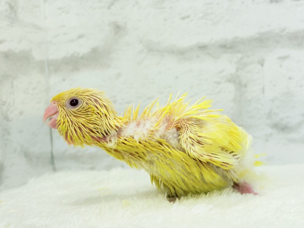 【最新画像更新🪄】太陽サンサン☀️ビタミンカラー🐣💛サザナミインコ(ルチノー) ヒナ サザナミインコ