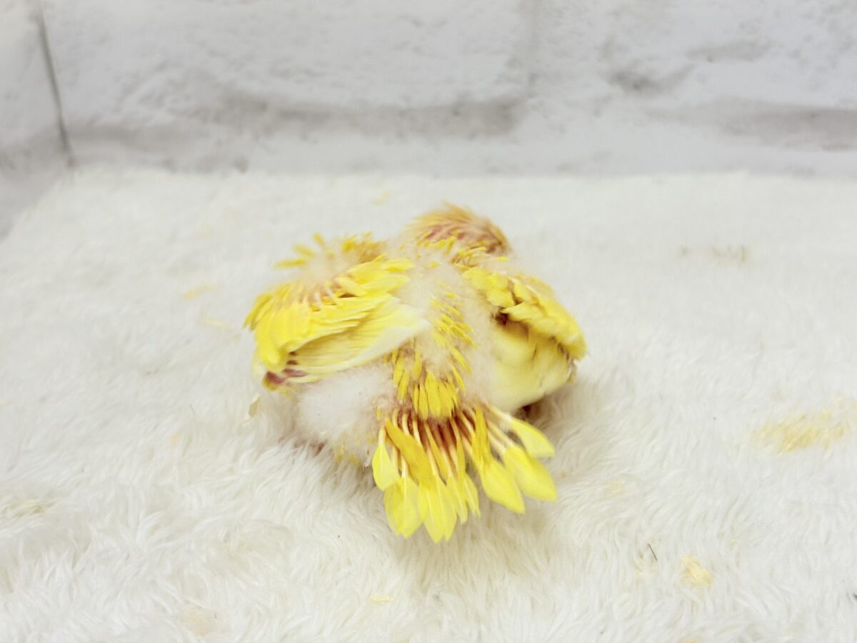 【最新画像更新🪄】太陽サンサン☀️ビタミンカラー🐣💛サザナミインコ(ルチノー) ヒナ サザナミインコ