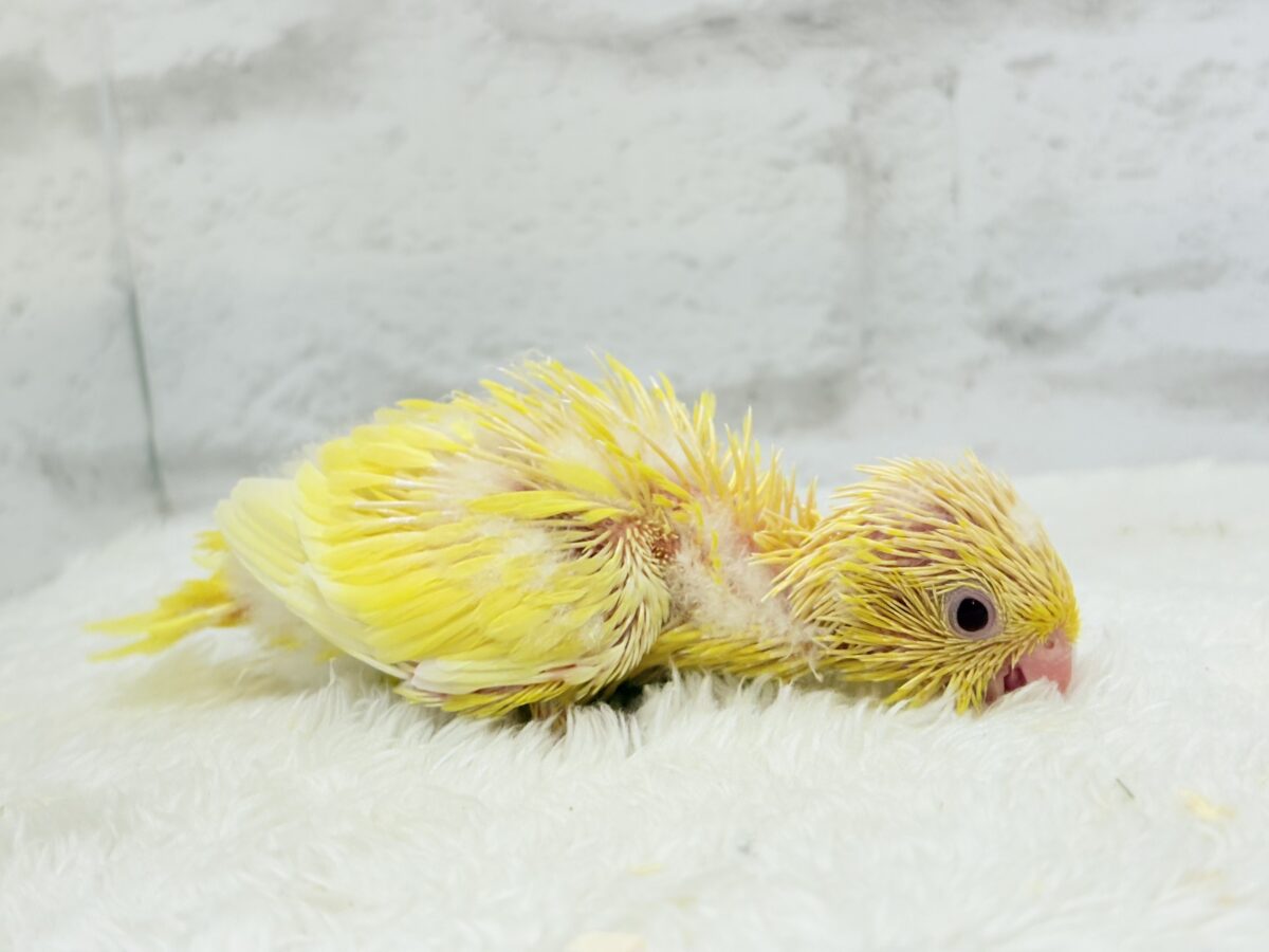 サザナミインコ