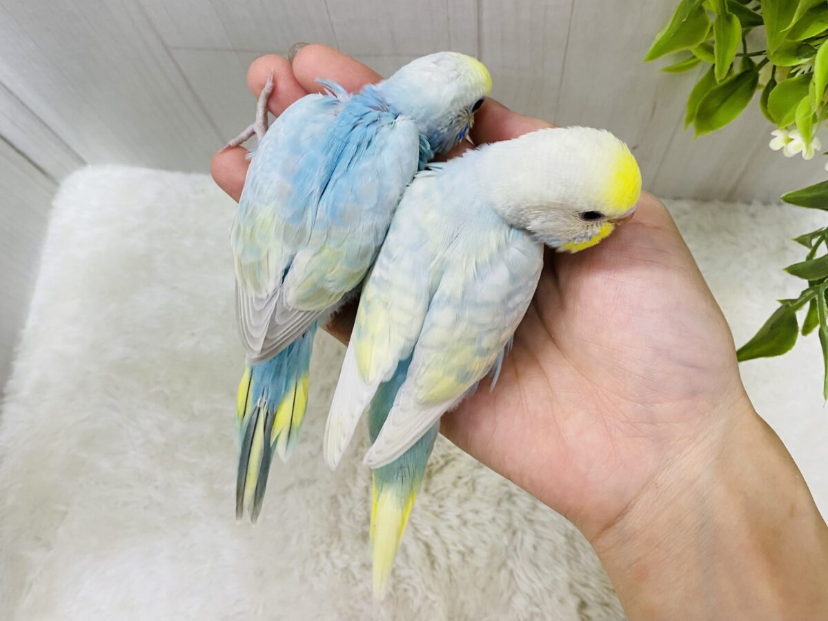セキセイインコ