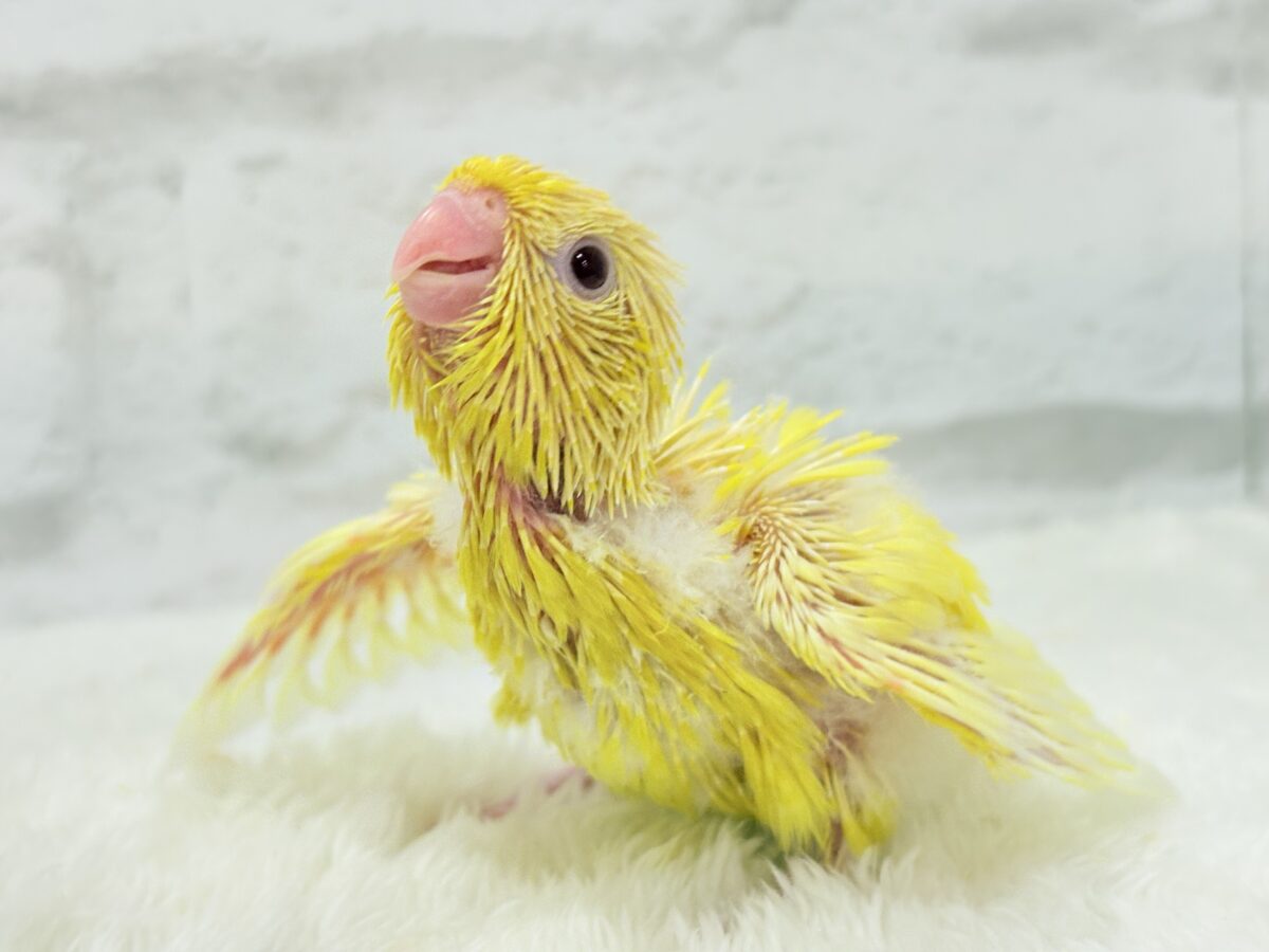 【最新画像更新🪄】太陽サンサン☀️ビタミンカラー🐣💛サザナミインコ(ルチノー) ヒナ サザナミインコ