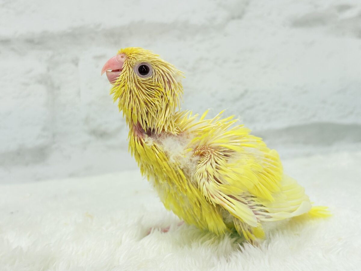 サザナミインコ