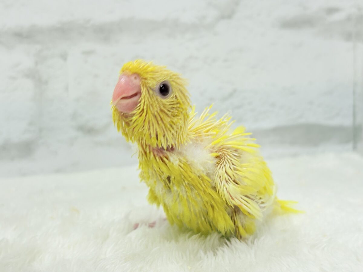 サザナミインコ
