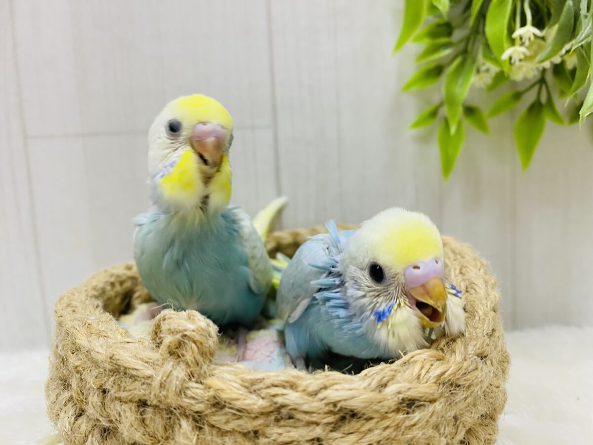 セキセイインコ