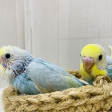 癒しと彩りをお届けっ💖ふんわ〜りセキセイインコパステルチーム🫧