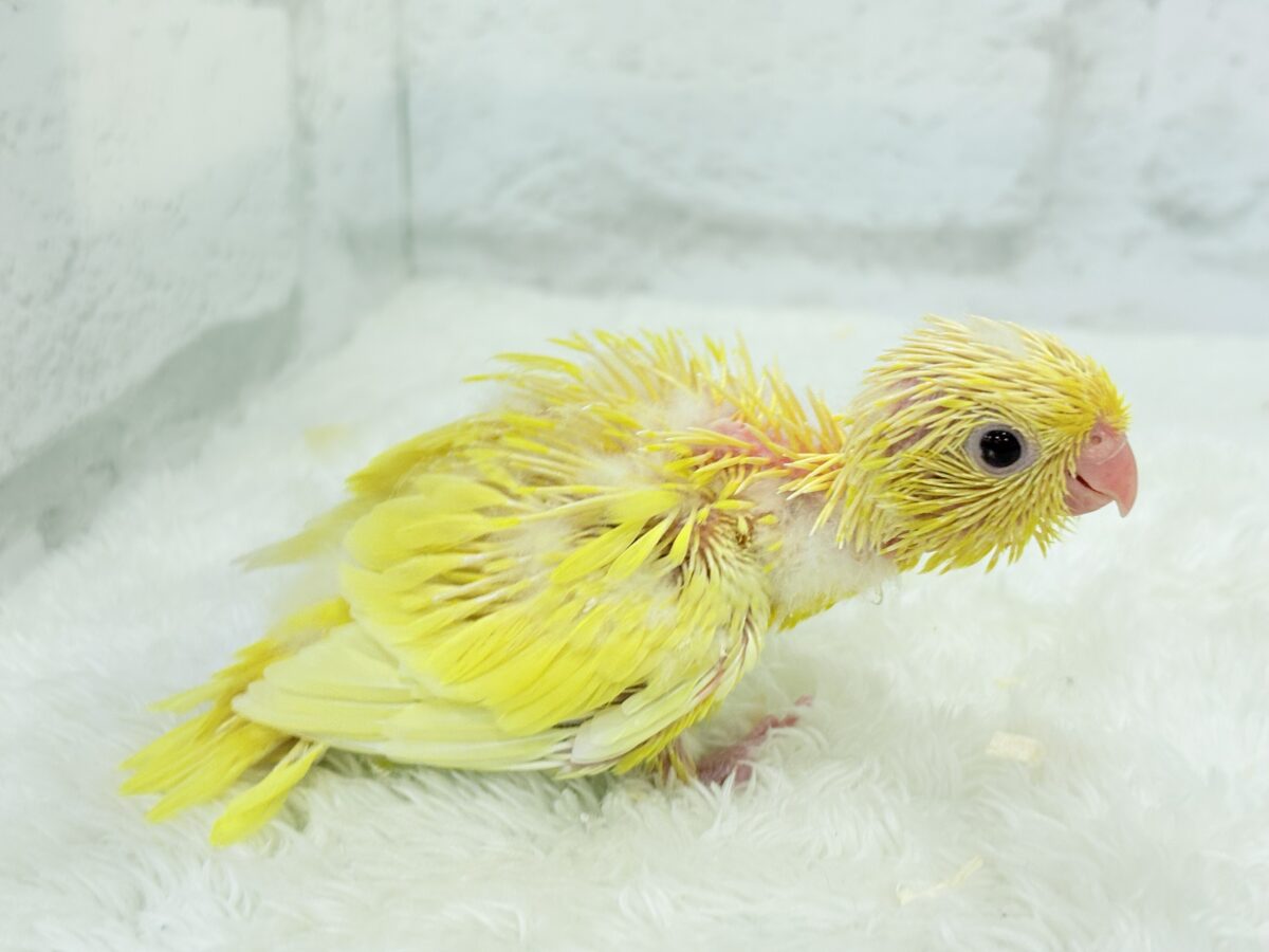 サザナミインコ