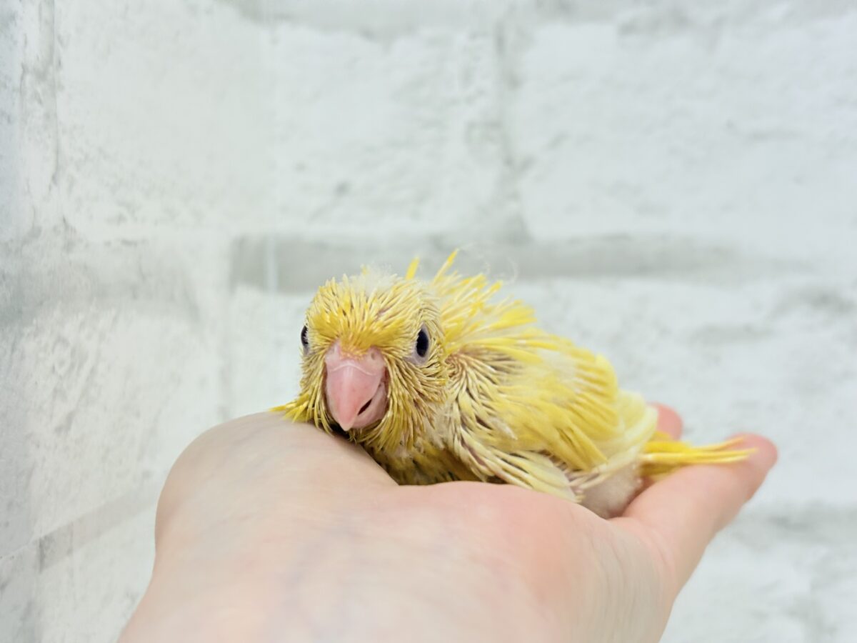 【最新画像更新🪄】太陽サンサン☀️ビタミンカラー🐣💛サザナミインコ(ルチノー) ヒナ サザナミインコ