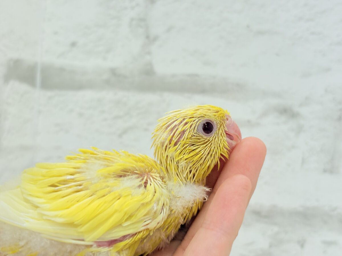 サザナミインコ