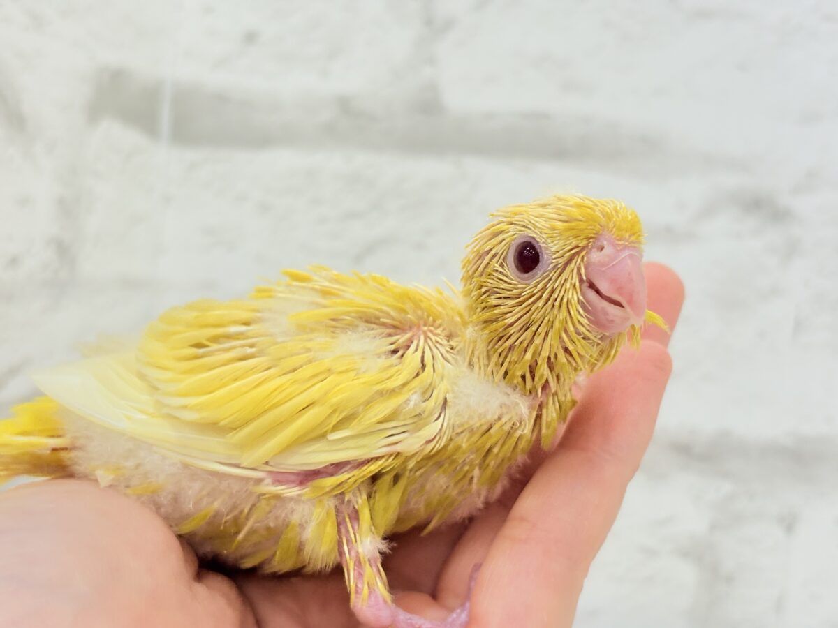 【最新画像更新🪄】太陽サンサン☀️ビタミンカラー🐣💛サザナミインコ(ルチノー) ヒナ サザナミインコ