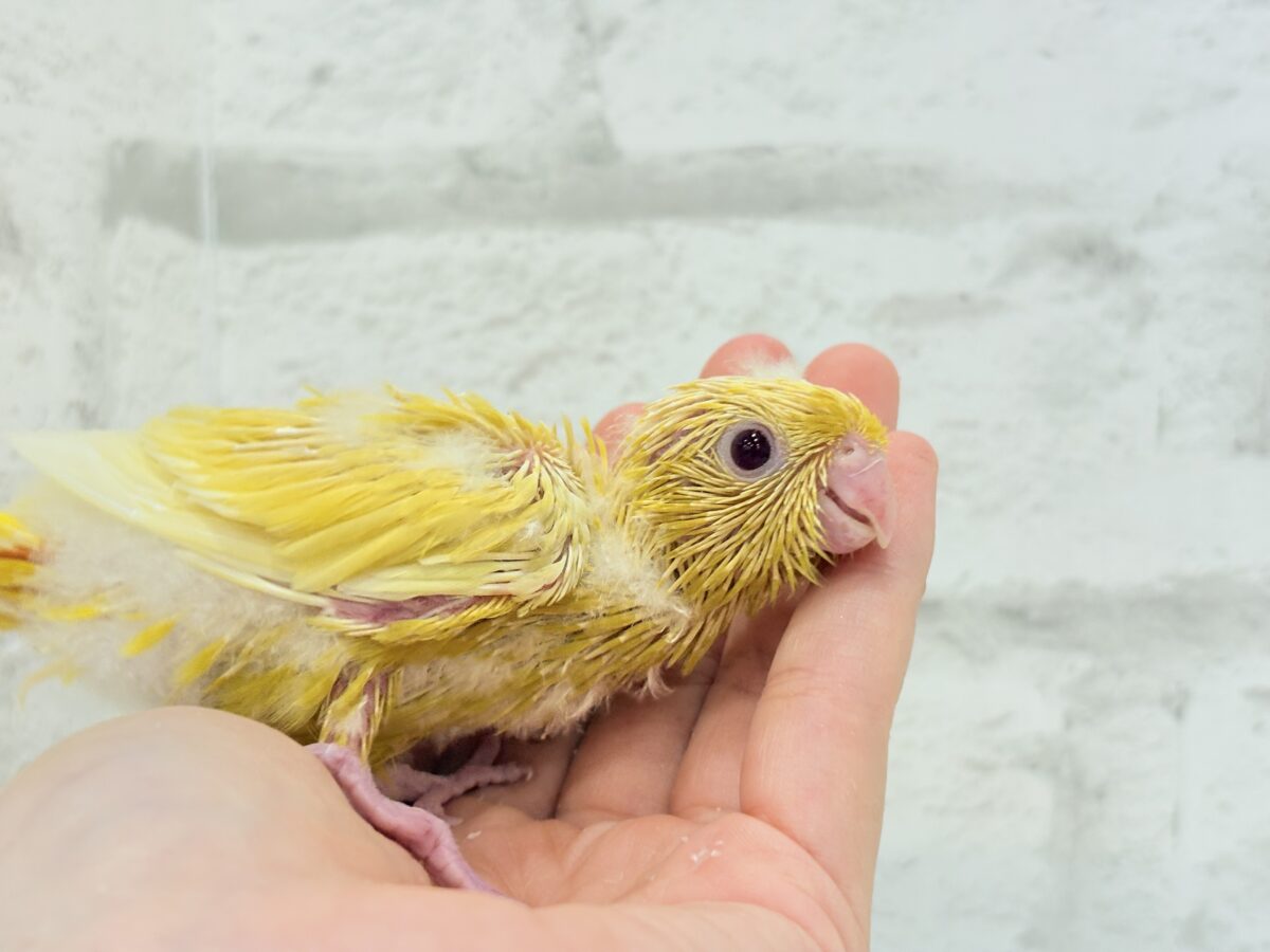 サザナミインコ