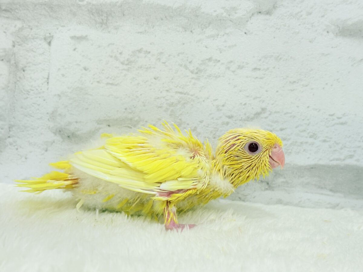 【最新画像更新🪄】太陽サンサン☀️ビタミンカラー🐣💛サザナミインコ(ルチノー) ヒナ サザナミインコ