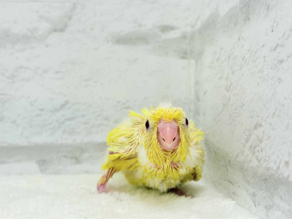 サザナミインコ