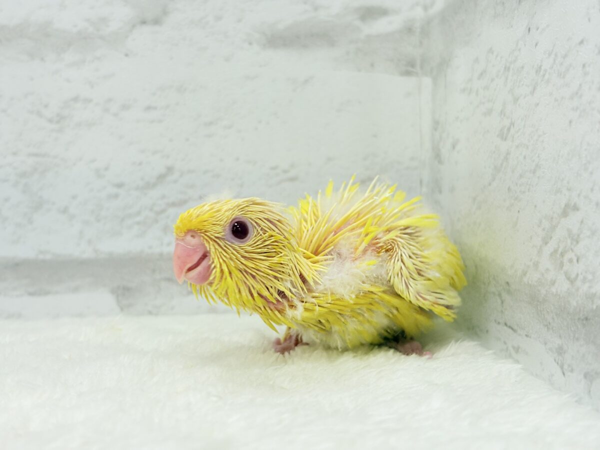 サザナミインコ