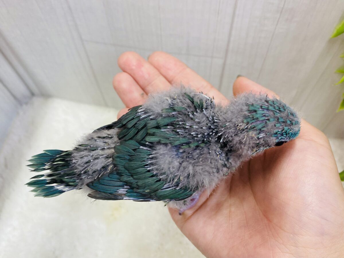 サザナミインコ
