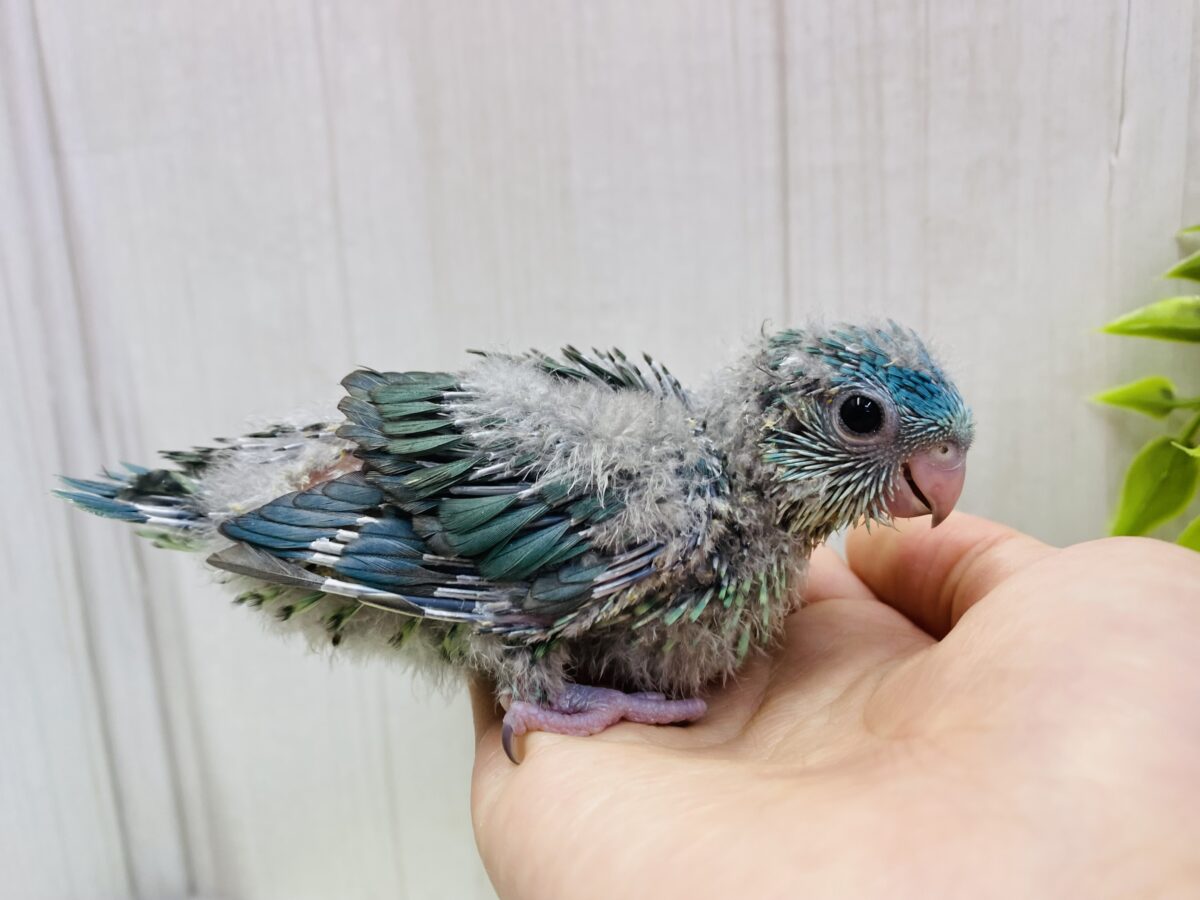 サザナミインコ