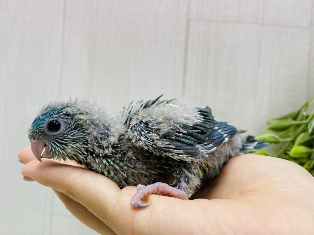 サザナミインコ