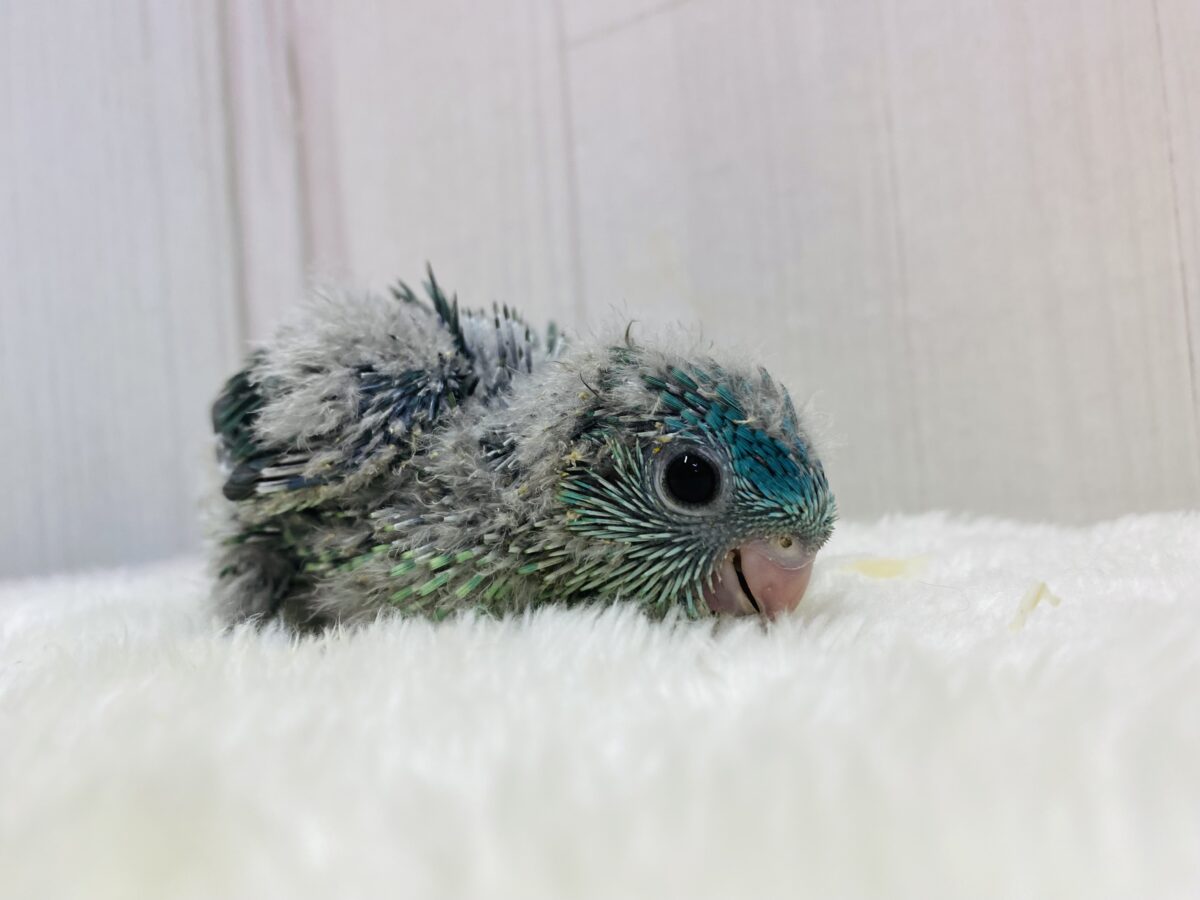 サザナミインコ