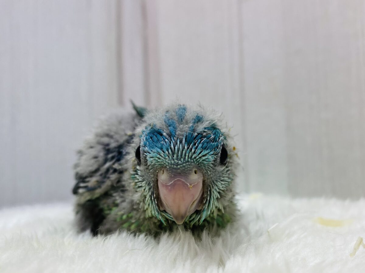 サザナミインコ